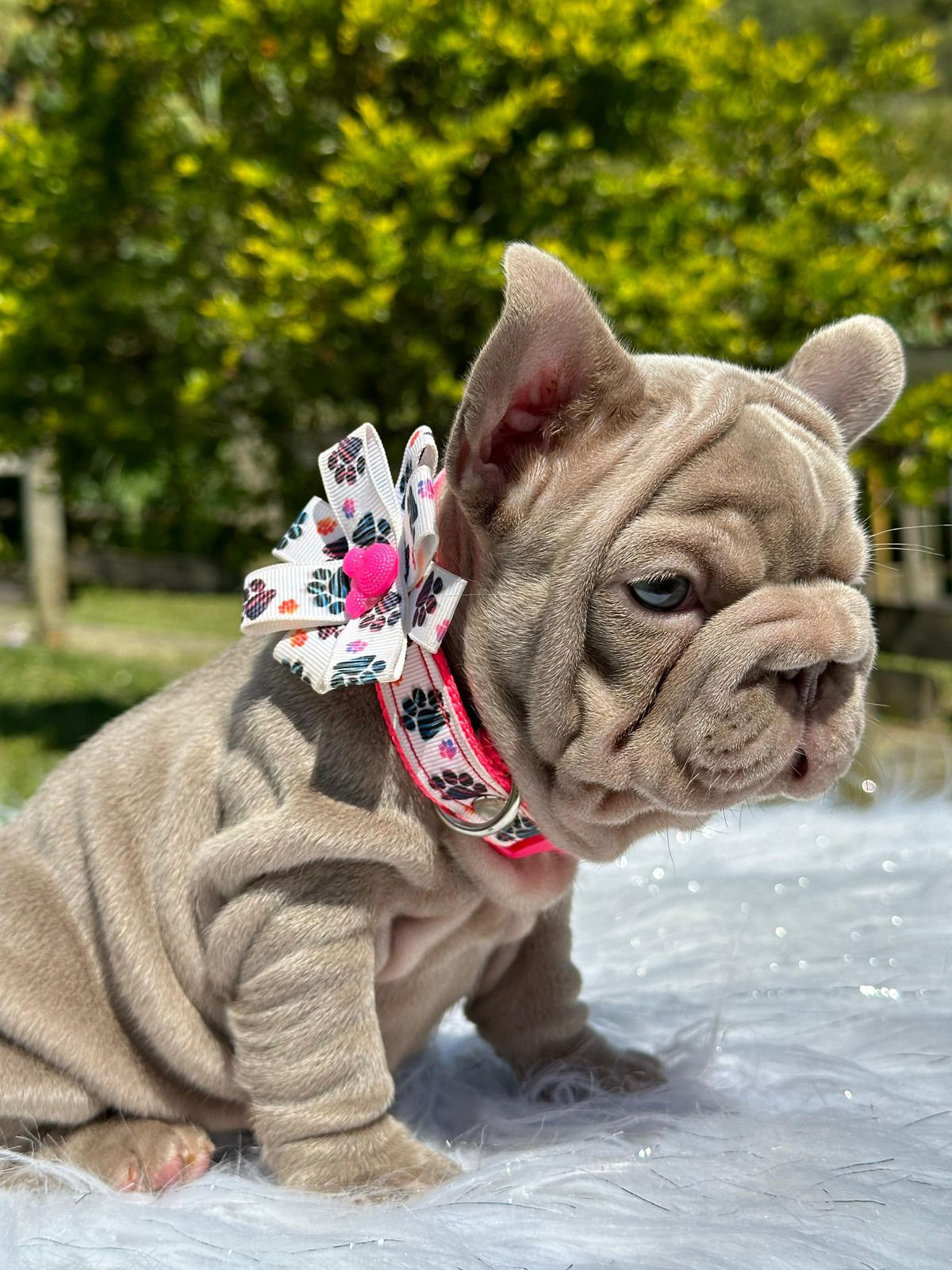 Isabella Big Rope French Bulldog